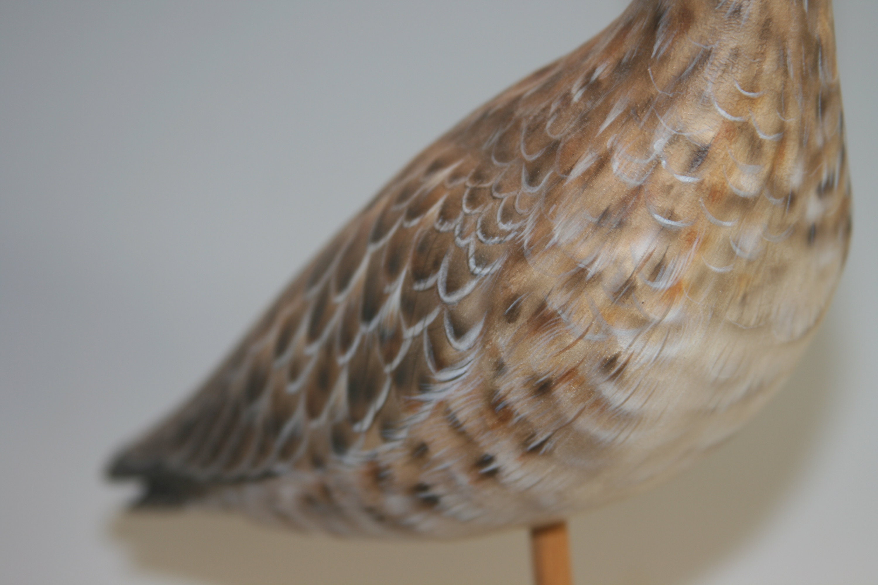 Dowitcher Pair — view 6