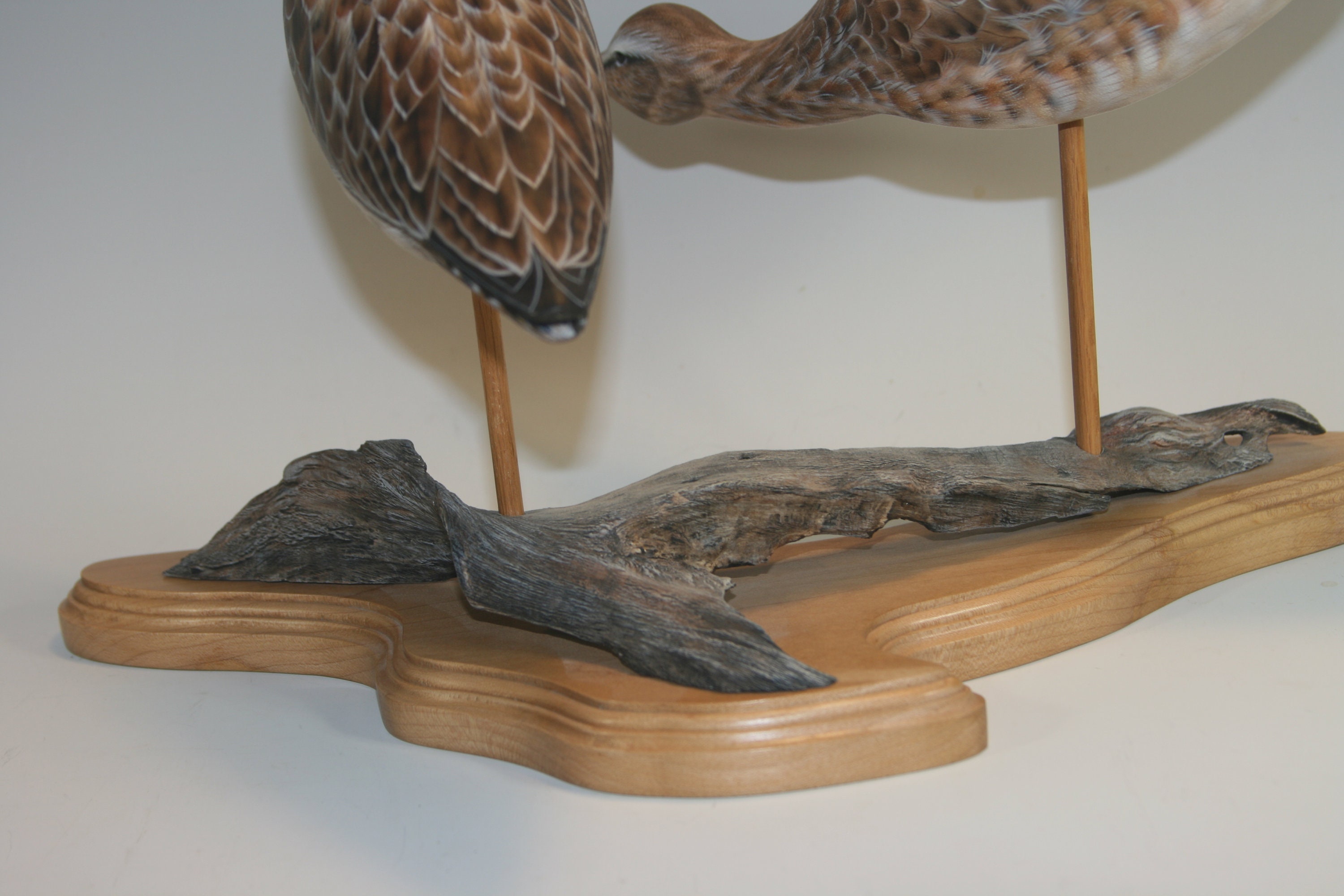 Dowitcher Pair — view 8