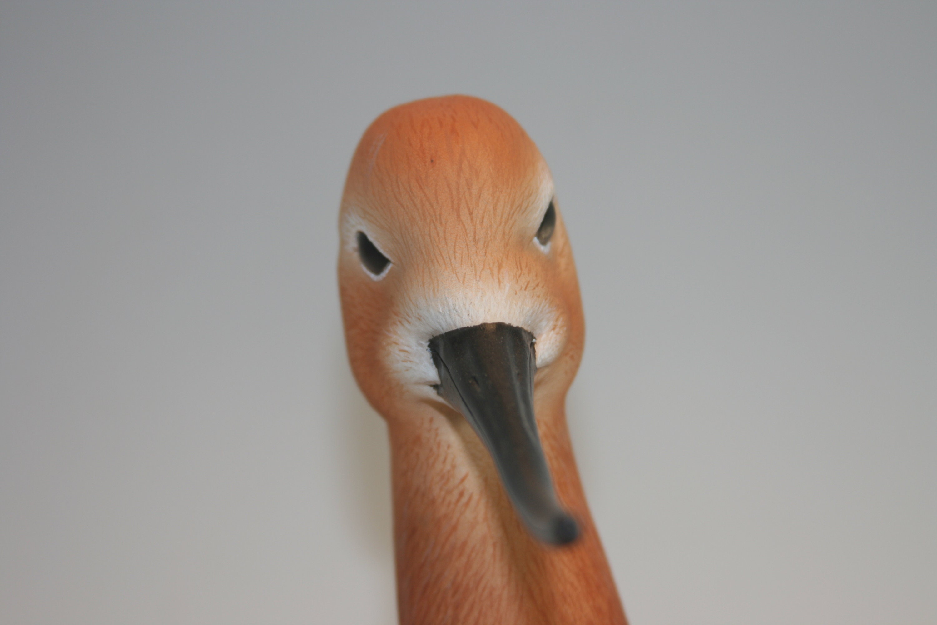 American Avocet Bust — view 5