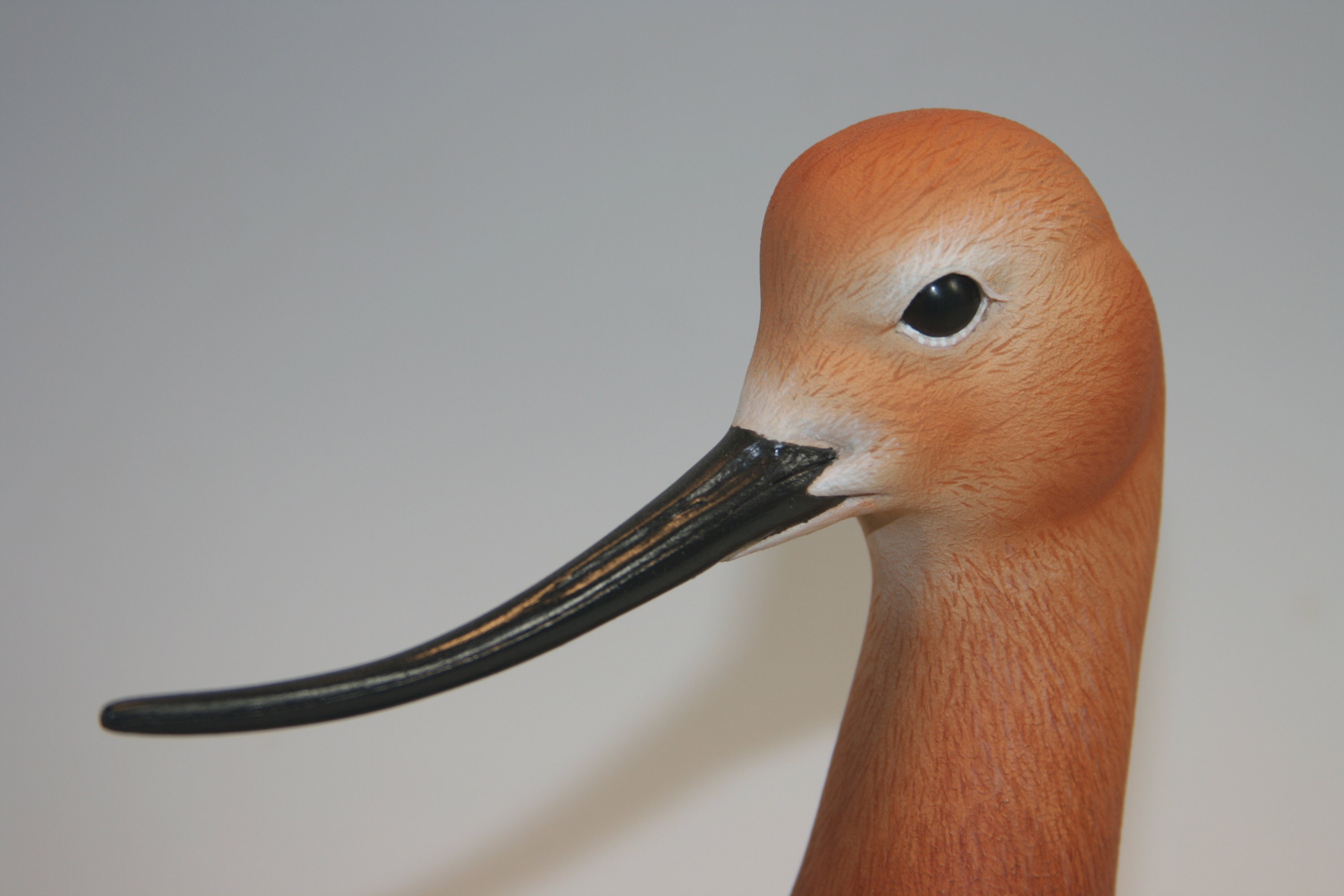 American Avocet Bust — view 7