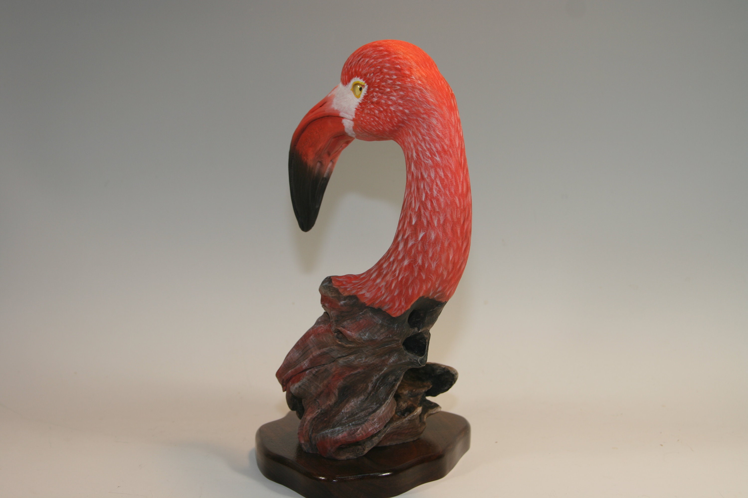 American Flamingo — view 7