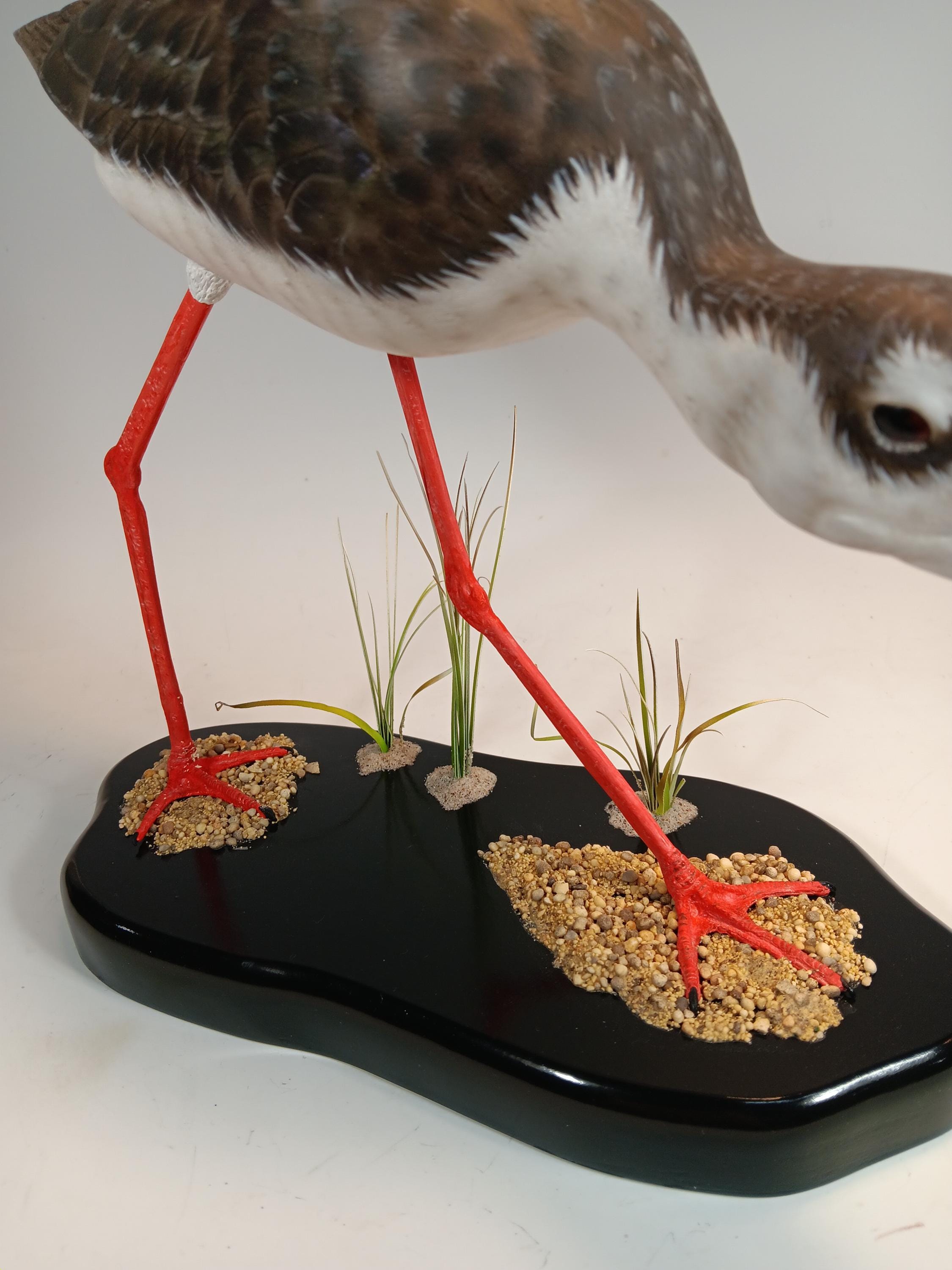 Black-Necked Stilt — view 7