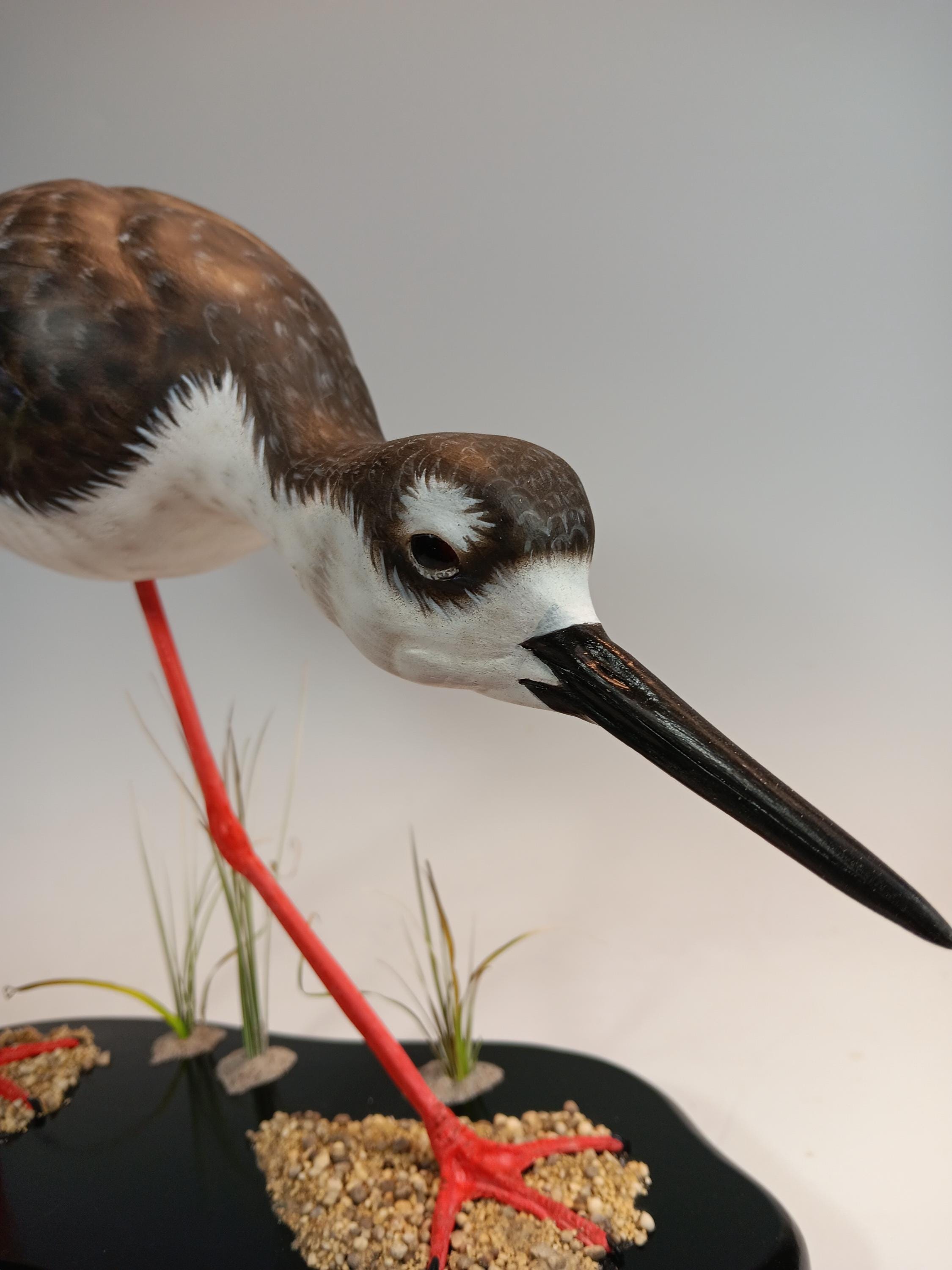 Black-Necked Stilt — view 8