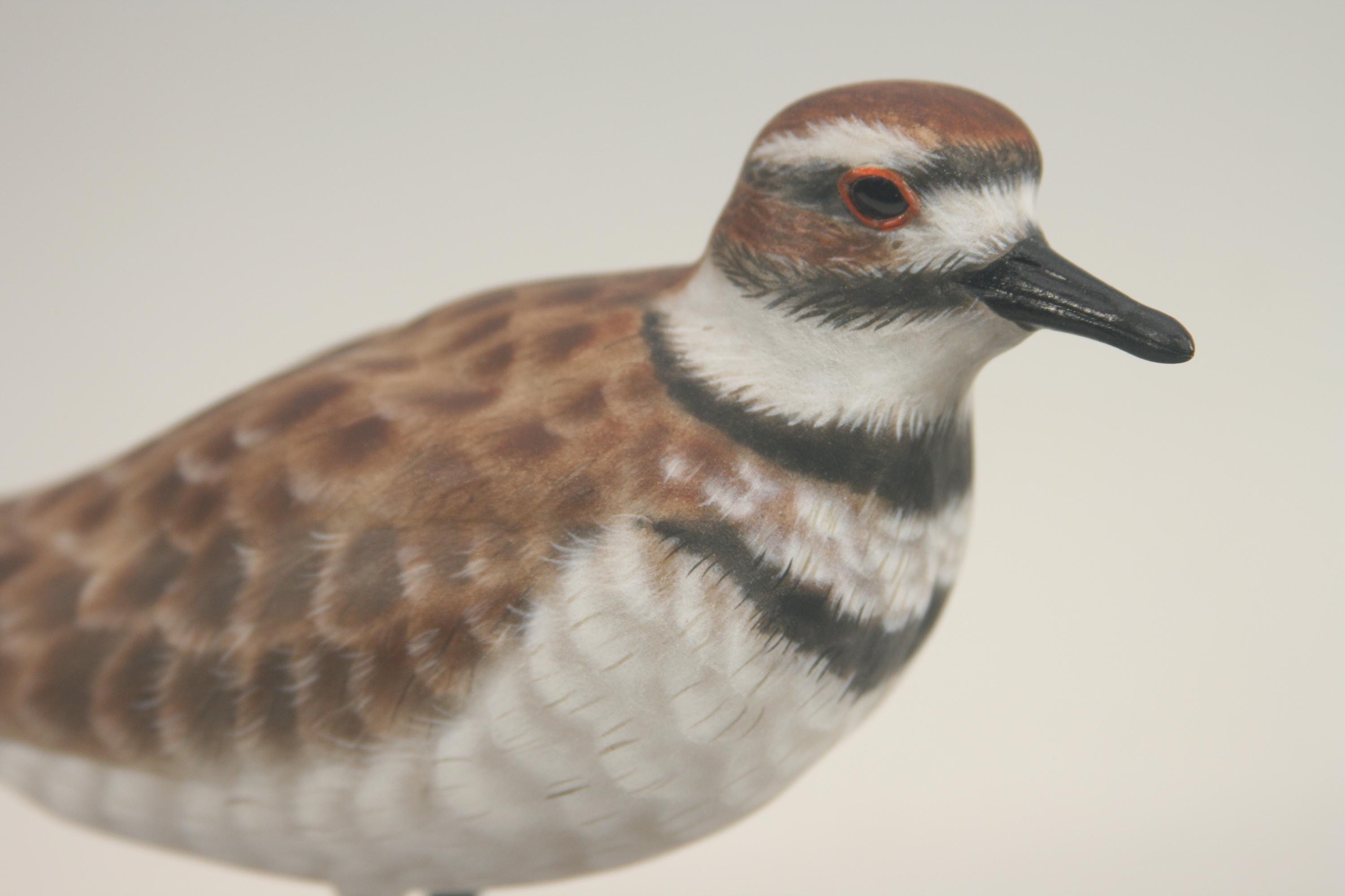 Killdeer — view 3