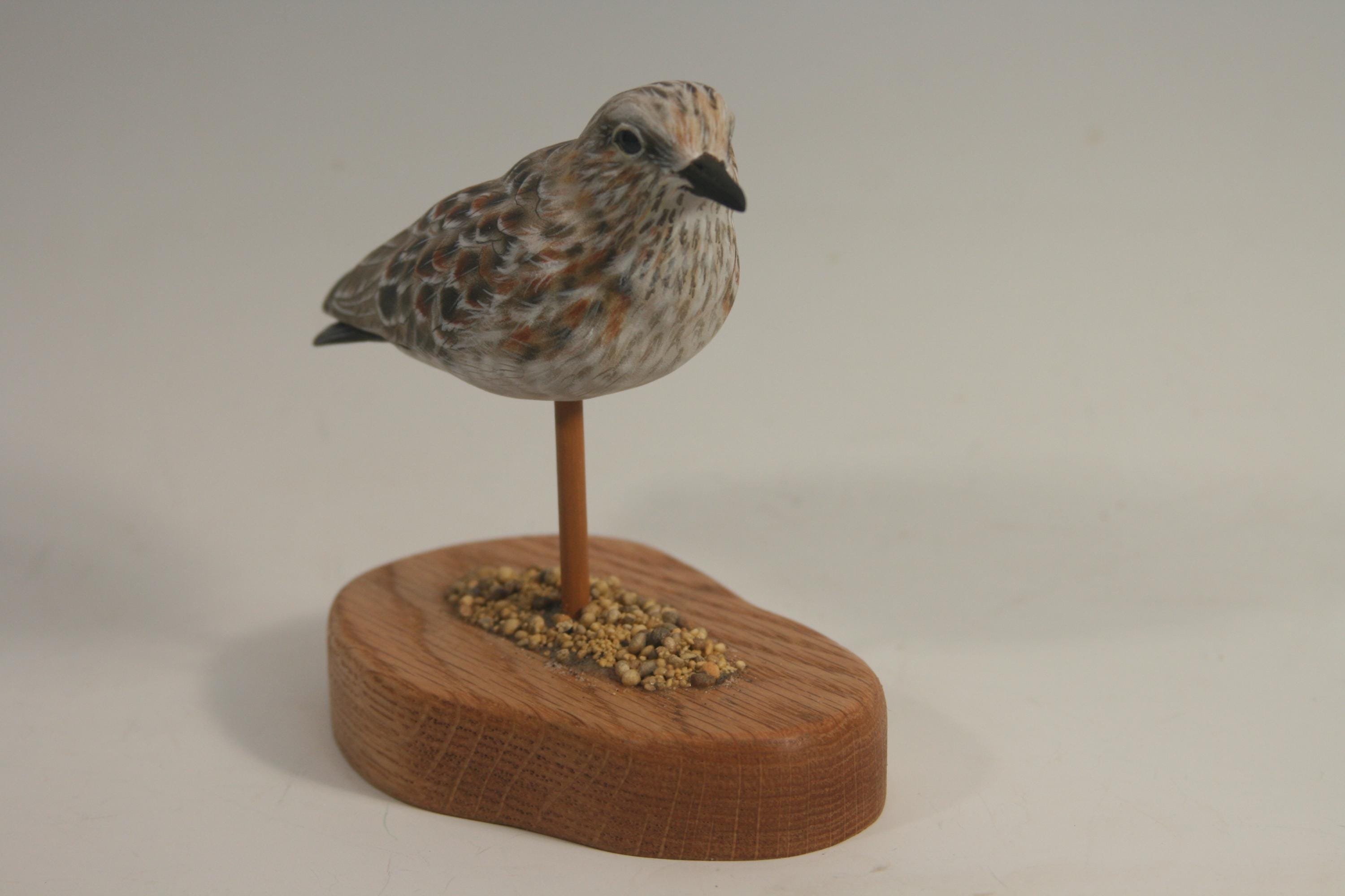 Least Sandpiper — view 3