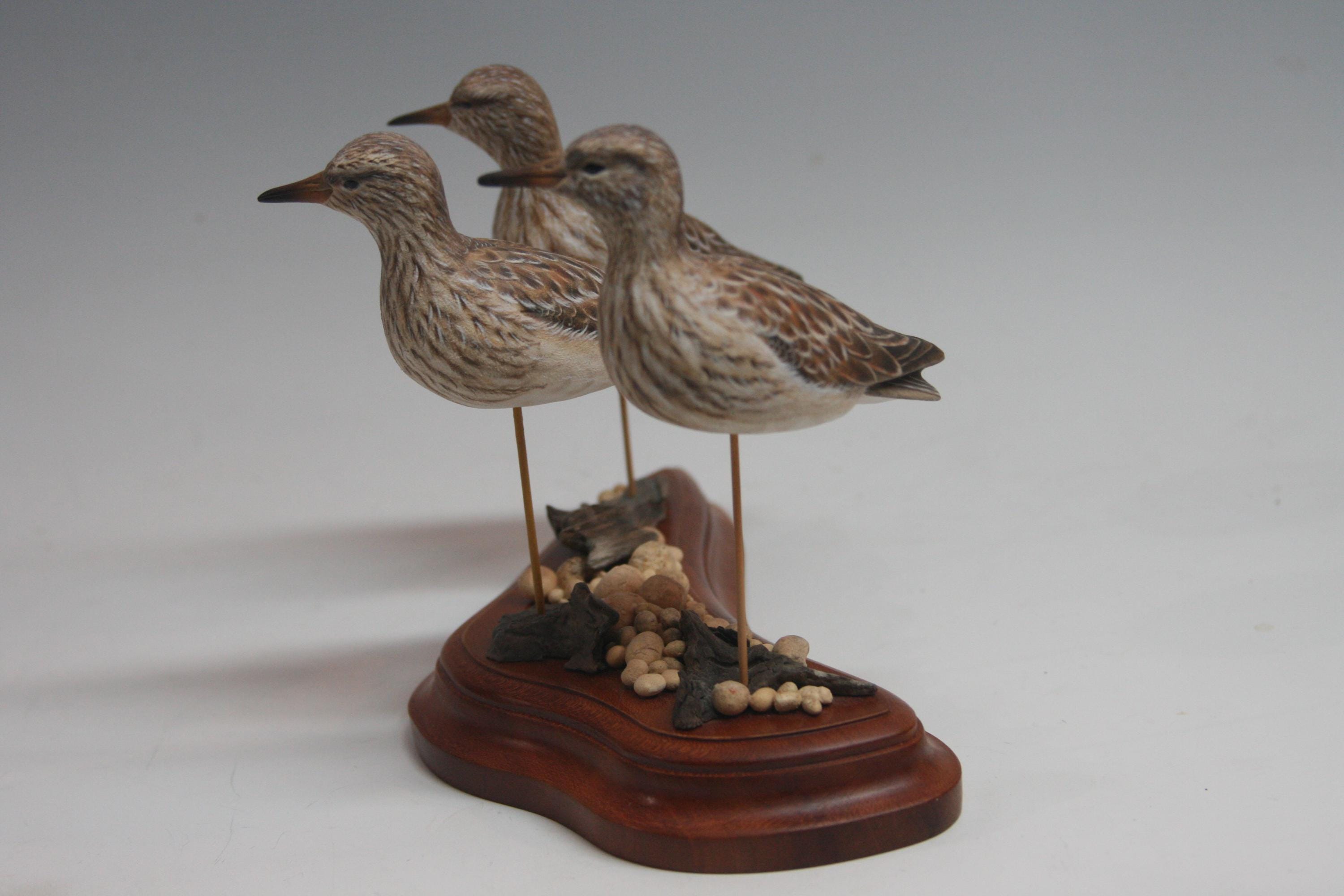 Pectoral Sandpipers — view 4