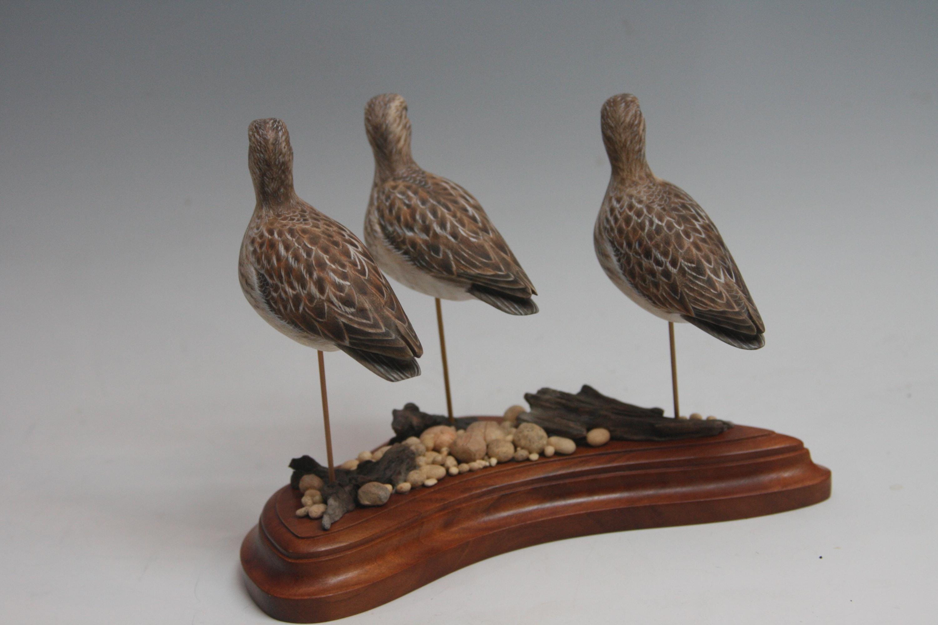 Pectoral Sandpipers — view 5