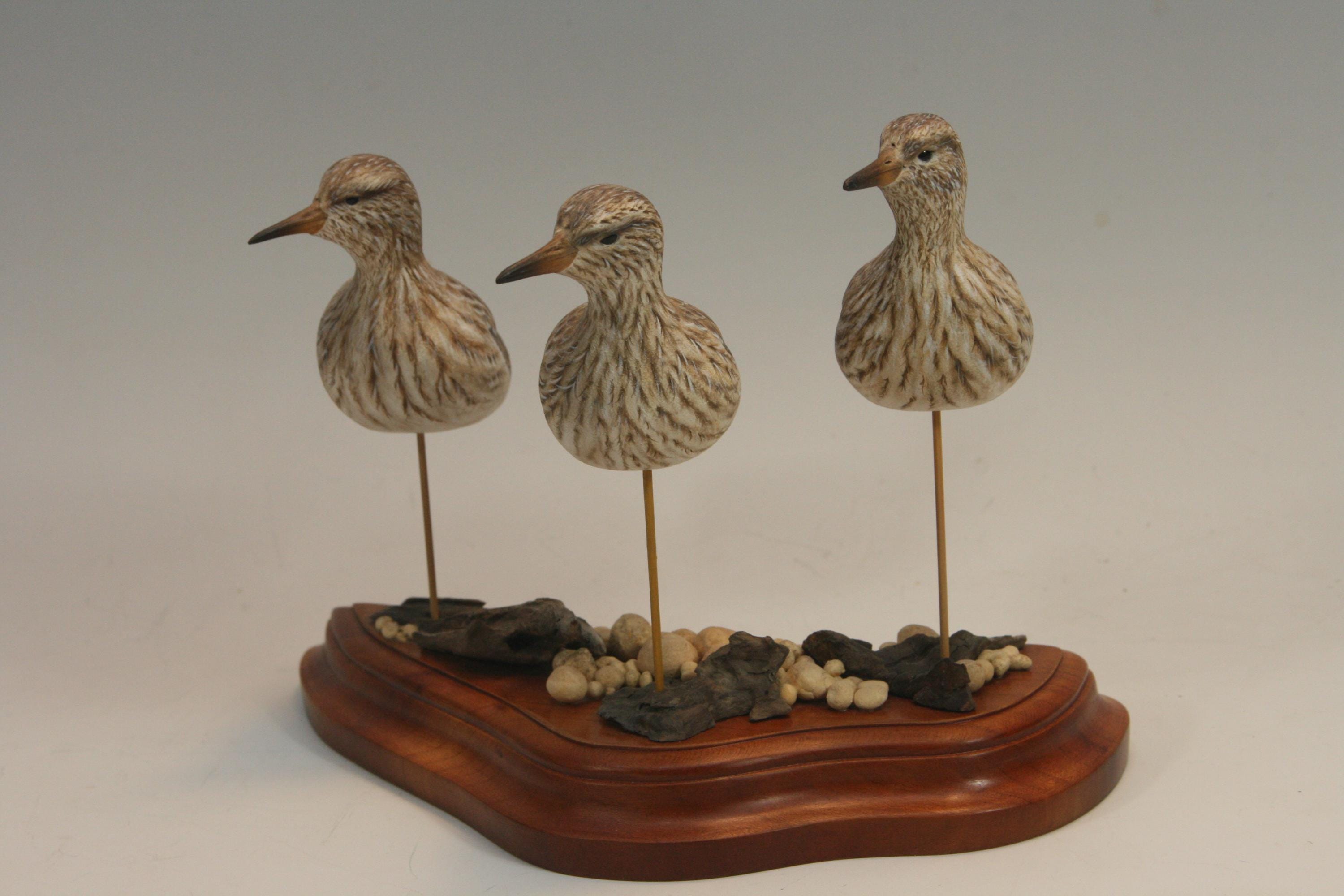 Pectoral Sandpipers — view 8