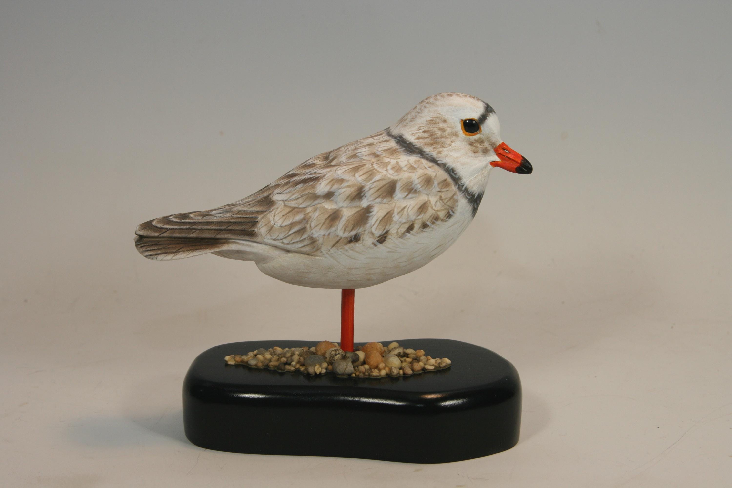 Piping Plover (Decoy) — view 7