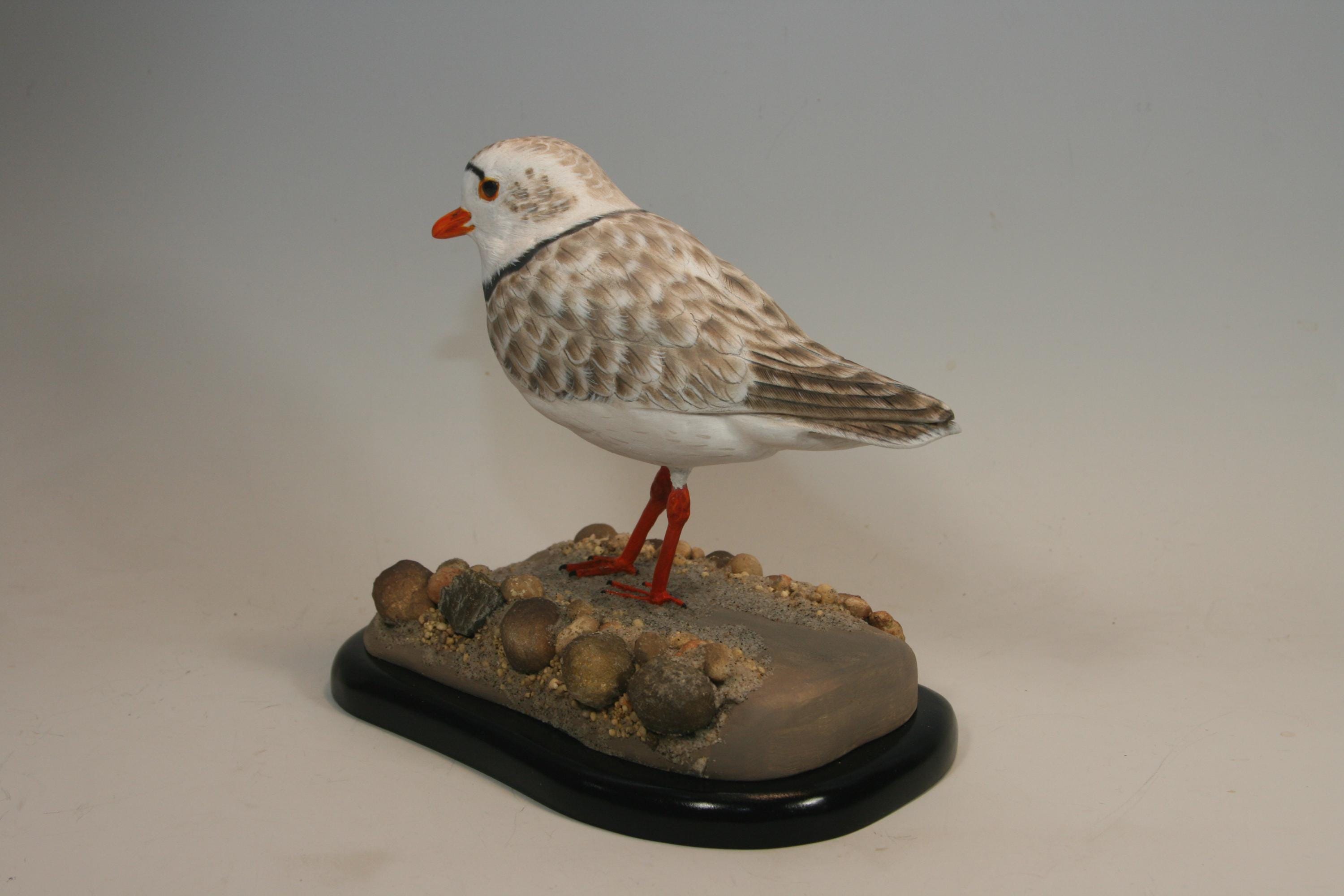 Piping Plover — view 3