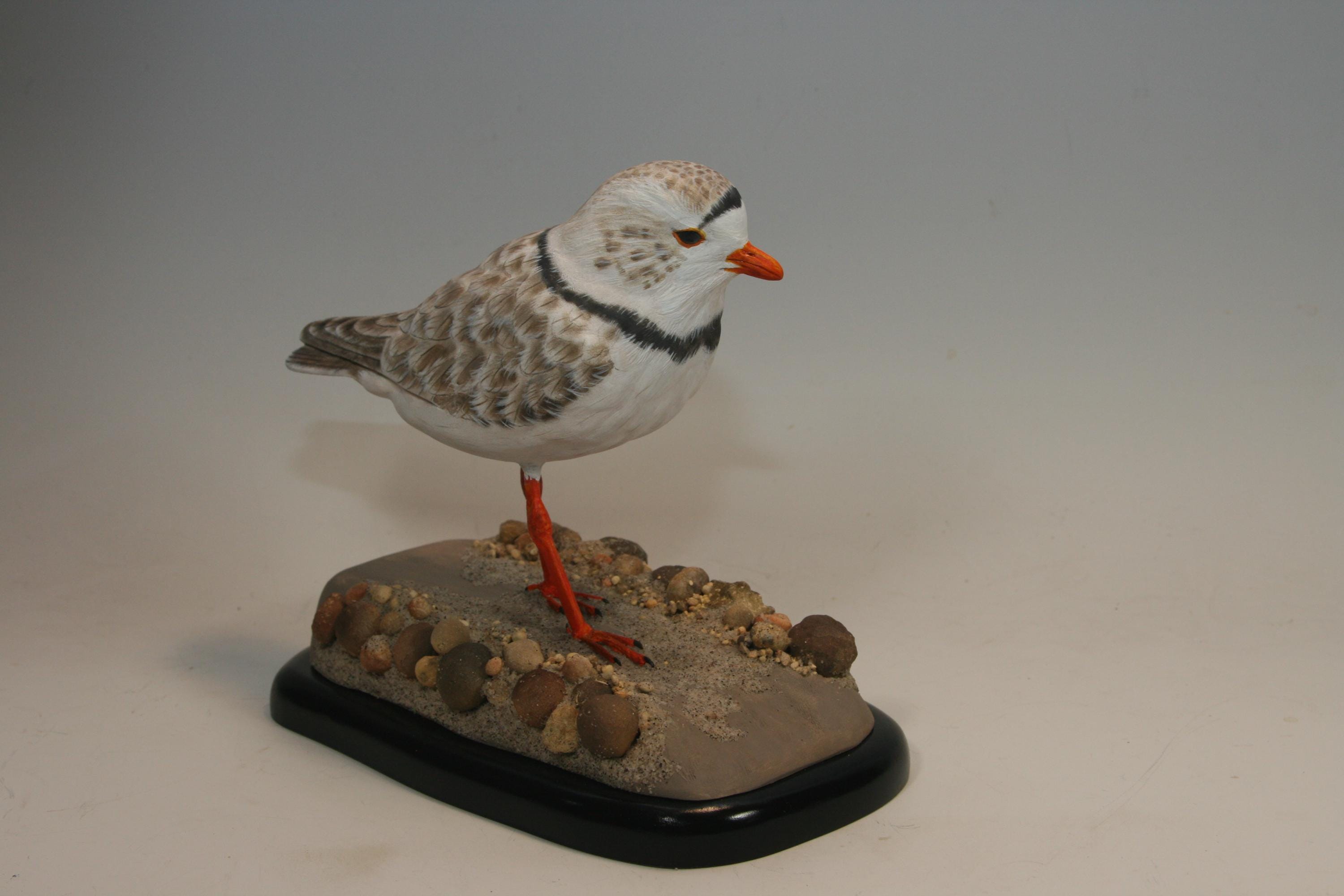 Piping Plover — view 6