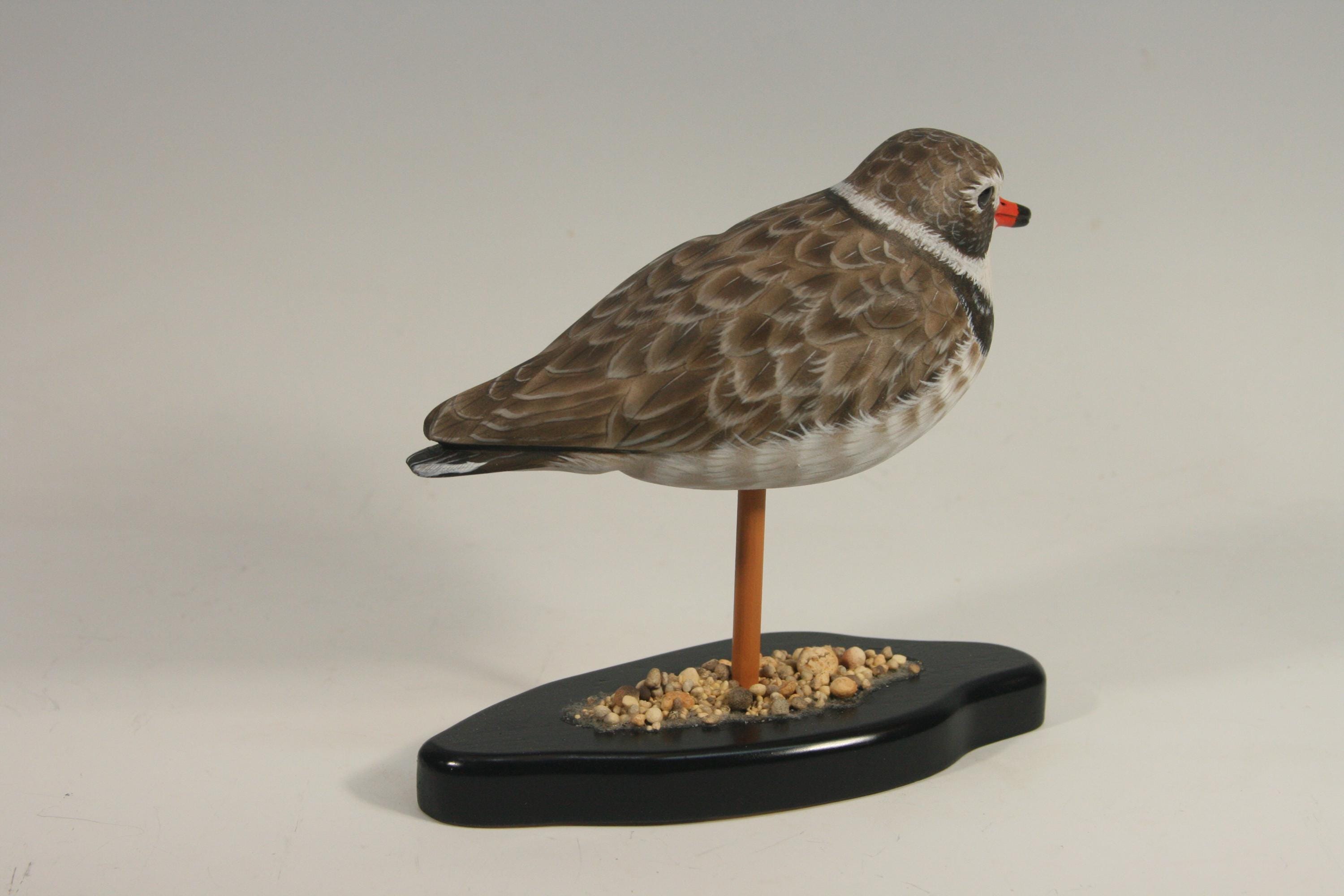 Semi-Palmated Plover — view 6