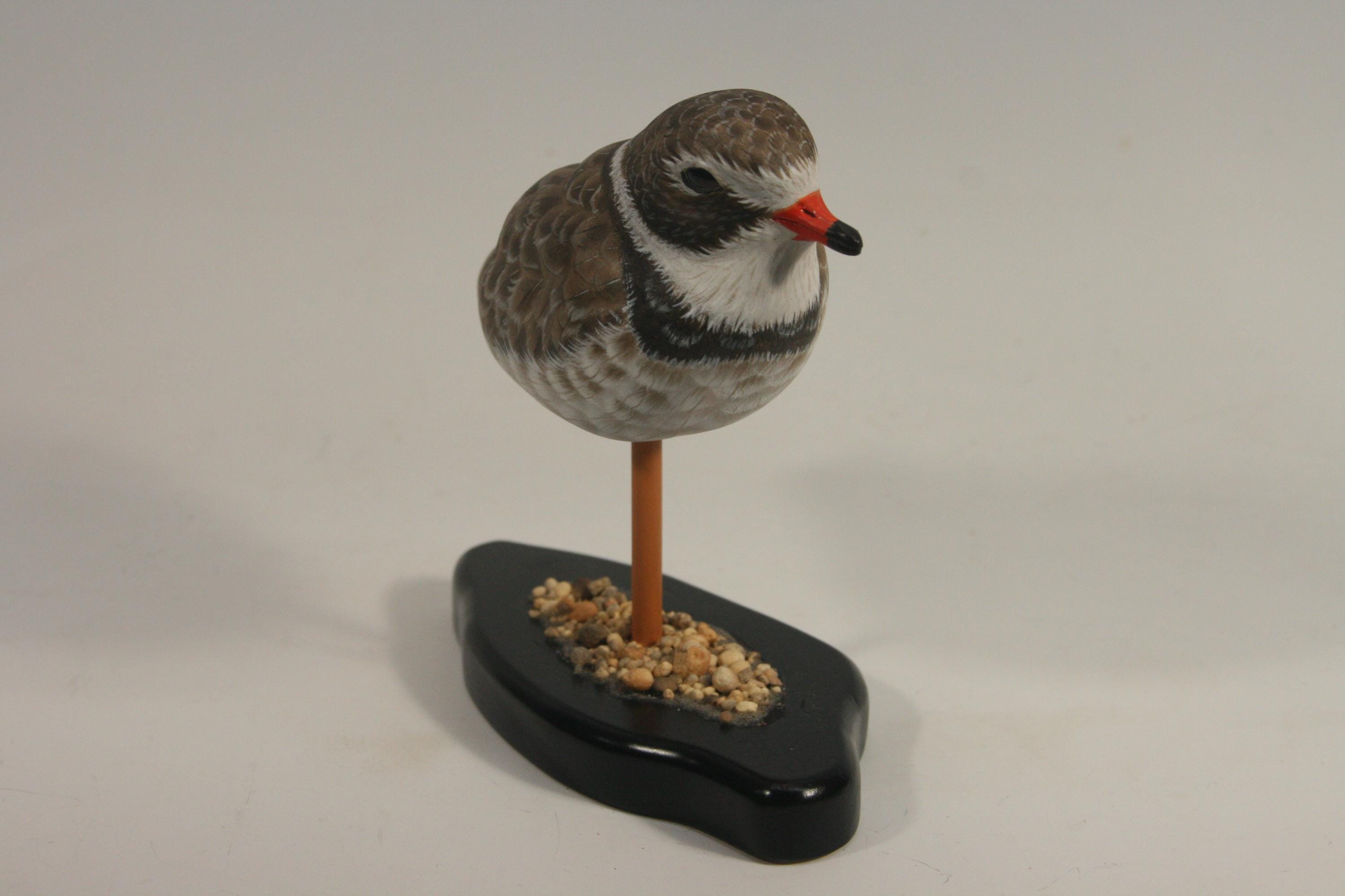 Semi-Palmated Plover — view 7