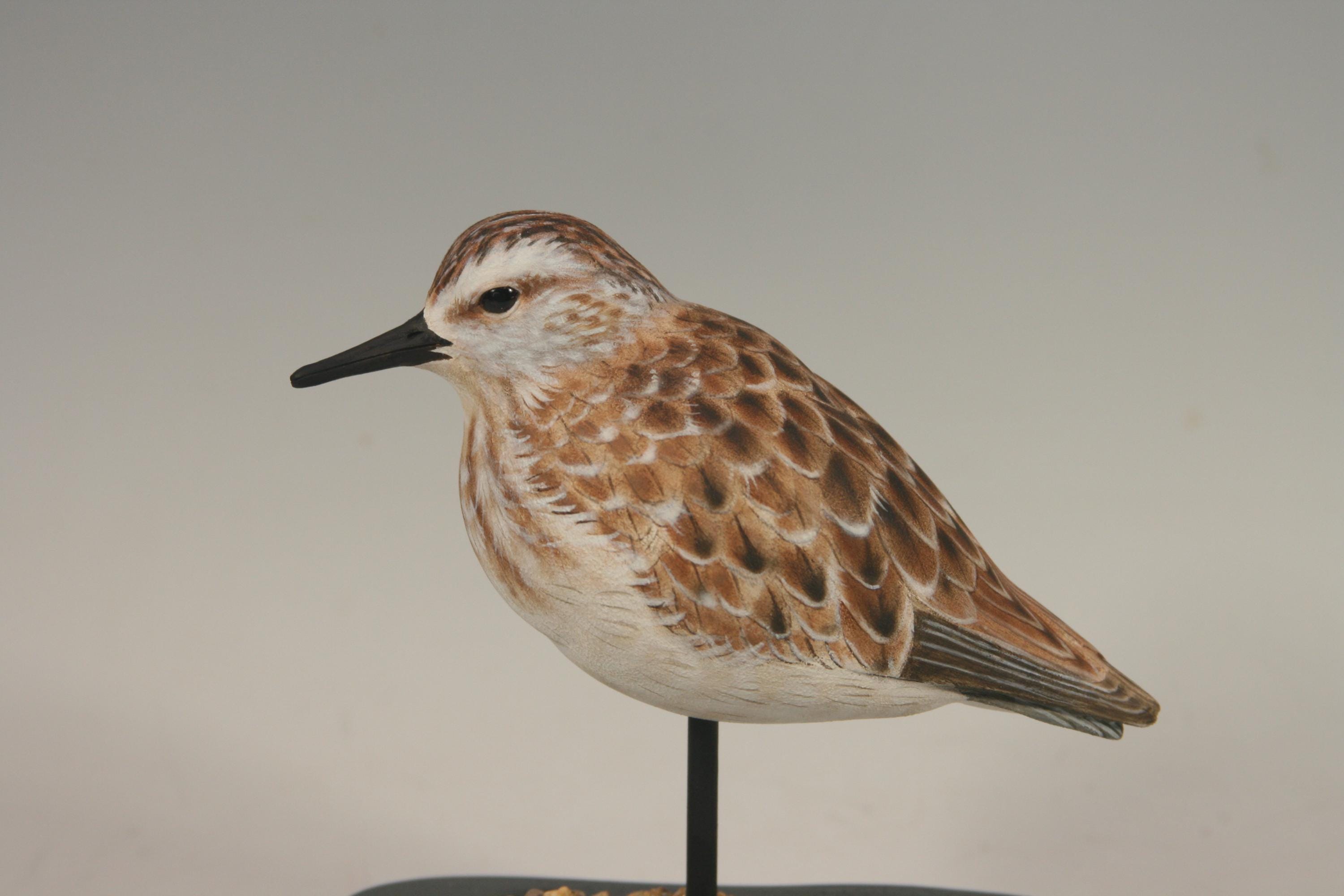 Semi-Palmated Sandpiper — view 3